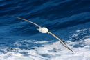 Wandering Albatross
